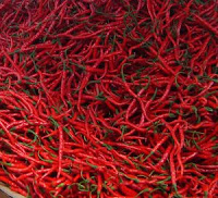 BUDIDAYA CABE, LMGA GRO BUDIDAYA CABE, MENANAM CABE, CARA MENANAM CABE, TANAMAN CABE, LMGA AGRO