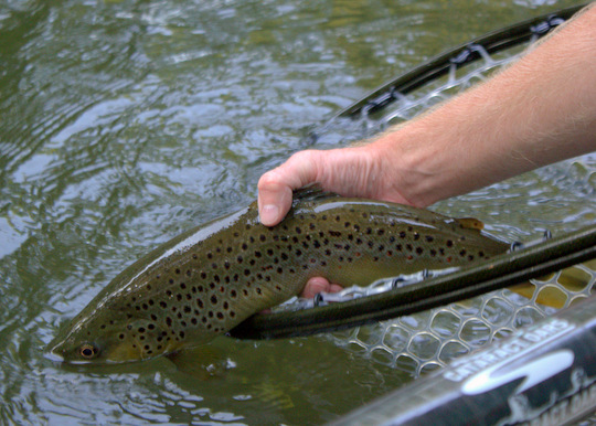 Releasing Nathan's fine Caney Fork brown trout Releasing Nathan's fine Caney Fork brown trout