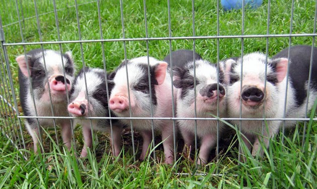 Hình con heo đẹp nhất