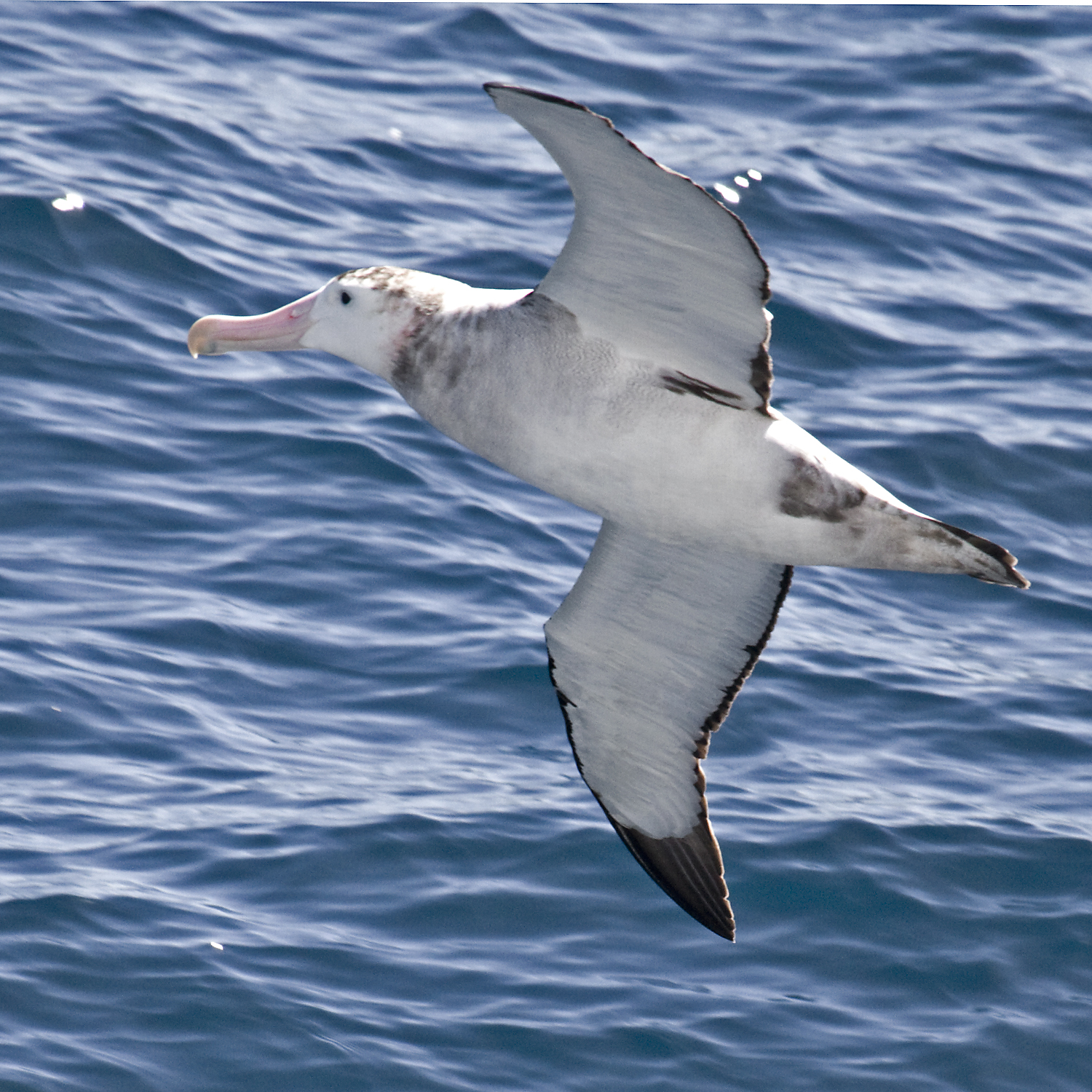 wandering albatross photos