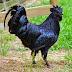 Ayam Termahal di Indonesia, ini Daftar Ayam Termahal di Indonesia Kita Punya