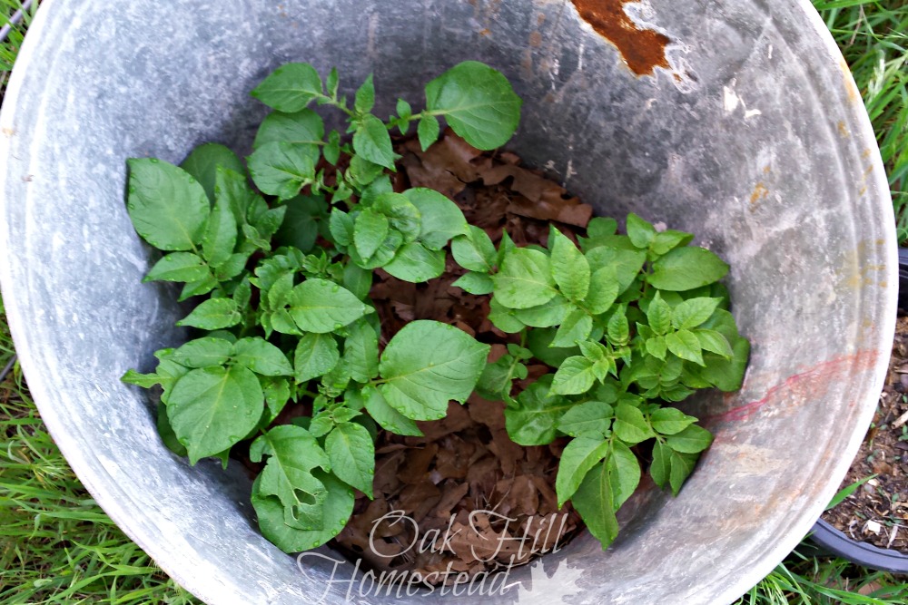 Why I'm Growing Potatoes in a Trash Can Oak Hill Homestead