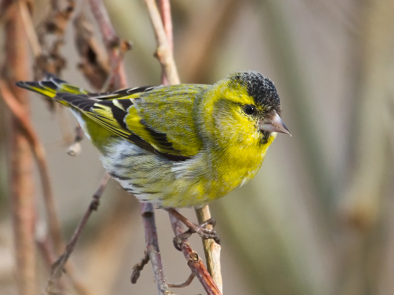 Børre Helgeruds Fotoblogg: Sangsvaner, grønn sisik og flagspett