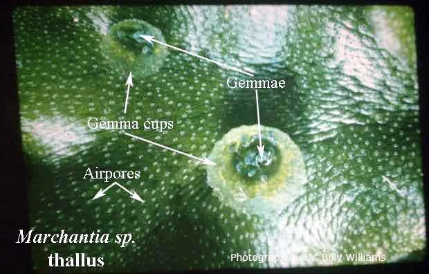 Tumbuhan Lumut (Bryophyta) : Ciri-ciri, Klasifikasi, Siklus Hidup,  Reproduksi, Struktur