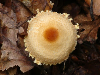 Lepiota magnispora DSC68594