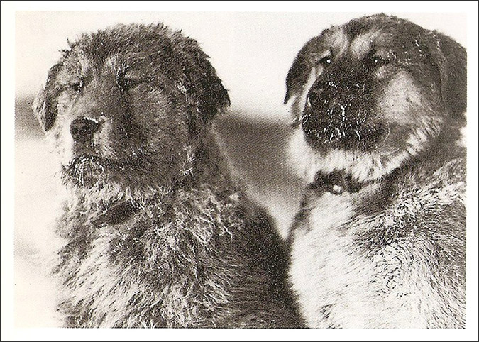 Notes from the Pack - a dog blog. Brave sled dogs on Shackleton's Antarctic expedition.