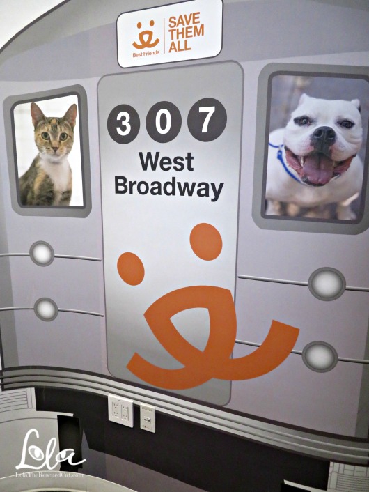A Behind the Scenes Peek at Best Friends' NYC Pet Adoption Center Lola The Rescued Cat