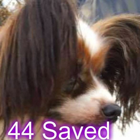 Road's End Papillons