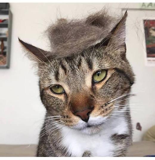Những chú mèo có mái tóc thời thượng nhất