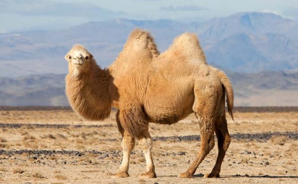  Unta atau Onta adalah dua spesies hewan berkuku belah dari genus Camelus  Ciri Khusus Unta dan Fungsinya