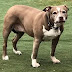 Hero Pitbull Breaks Out Of New York Home, Saves Family From Gas Leak