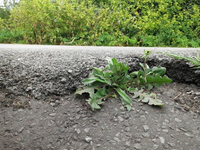 Plants hanging on at the edge of a tarmac path.