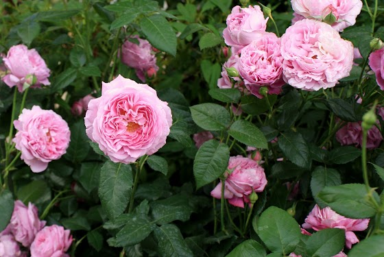 ローブリッター / Raubritter