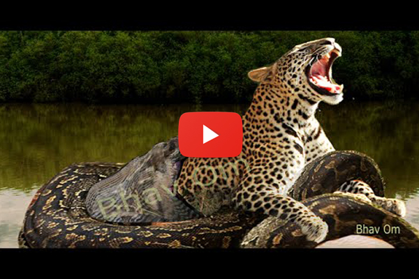 Leopard vs Giant python Most Amazing Wild Animals Attacks (Video inside ...