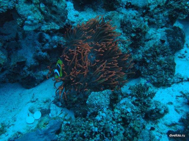 Красный коралл на глубине 20 метров без подсветки