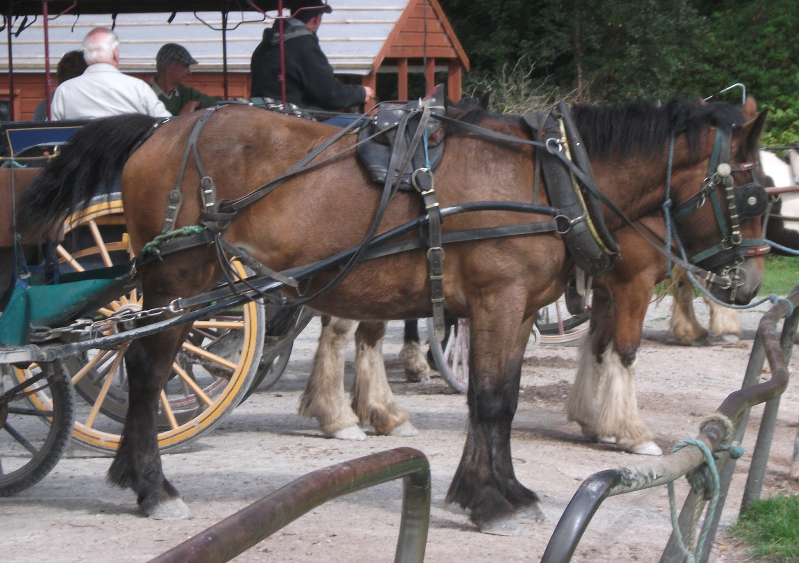Chestnut Heartbeats Docking Horses' Tails
