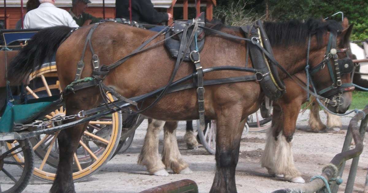Chestnut Heartbeats Docking Horses' Tails