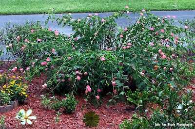 Pink Powder Puff Calliandra surinamensis Pink Powder Puff Calliandra surinamensis