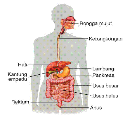53 Gambar Organ Hati Manusia Dan Fungsinya Terlihat Keren 53 Gambar Organ Hati Manusia Dan Fungsinya Terlihat Keren