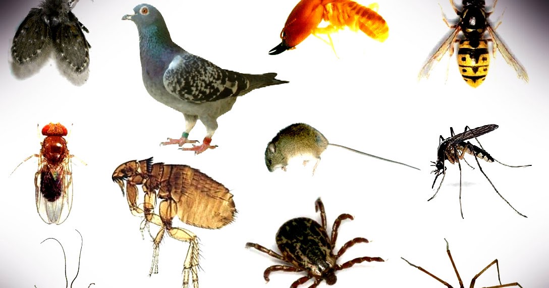 Pest Control Get the Most Robust Solutions in Pest Control Derby from