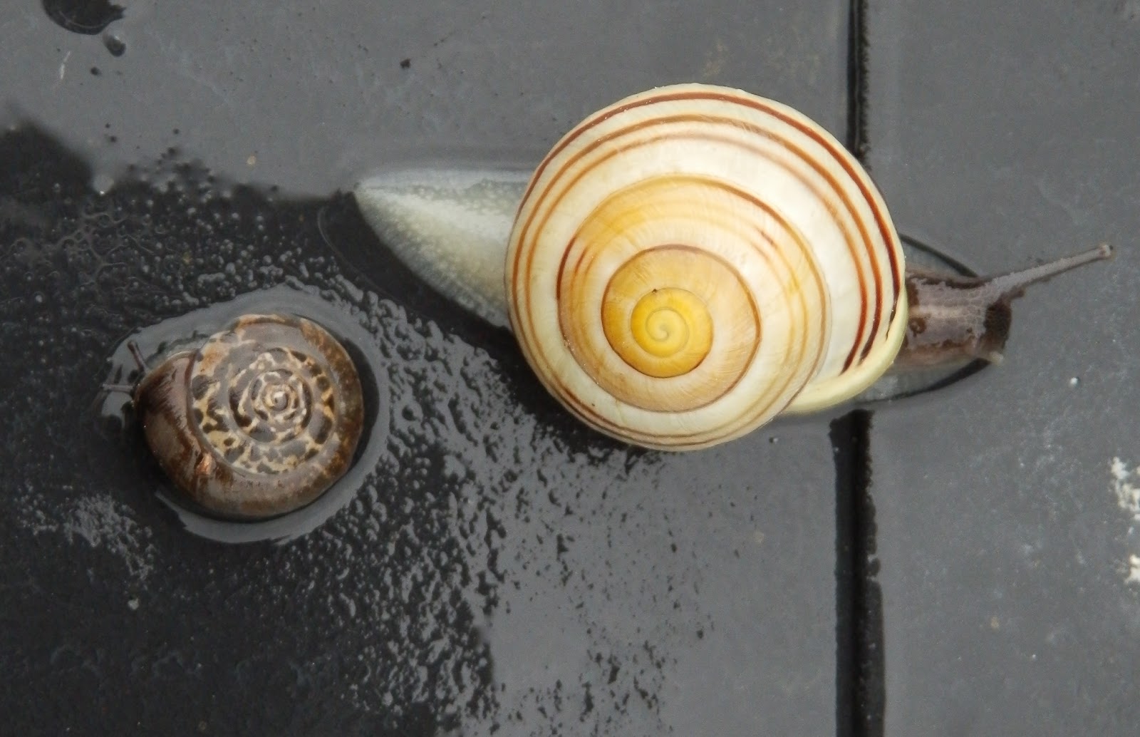 Snails Love the Rain!