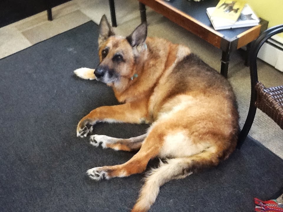 On The Road 6 2013 Day 28, Fairbanks, Cold Spot Dog Grooming