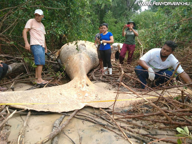 Bálnát találtak az amazonasi esőerdőben, senki sem érti, hogy került oda