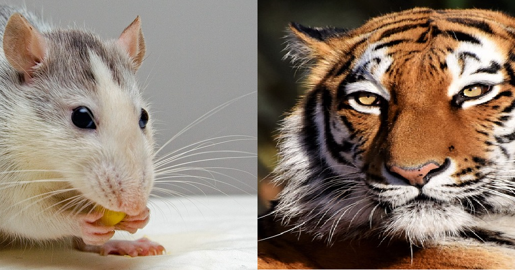 chinese-horoscope-compatibility-between-a-rat-and-a-tiger