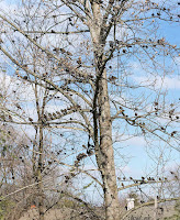 grackles lined up on tee