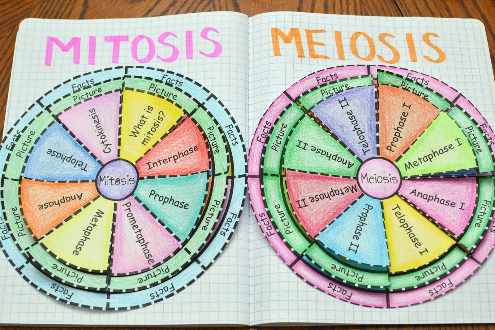 science interactive notebook cells math in demand venn diagram mitosis meiosis