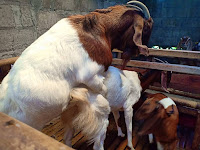 Cara Ternak Kambing Pedaging Unggulan - Budidaya Kambing Boer - 78 Farm