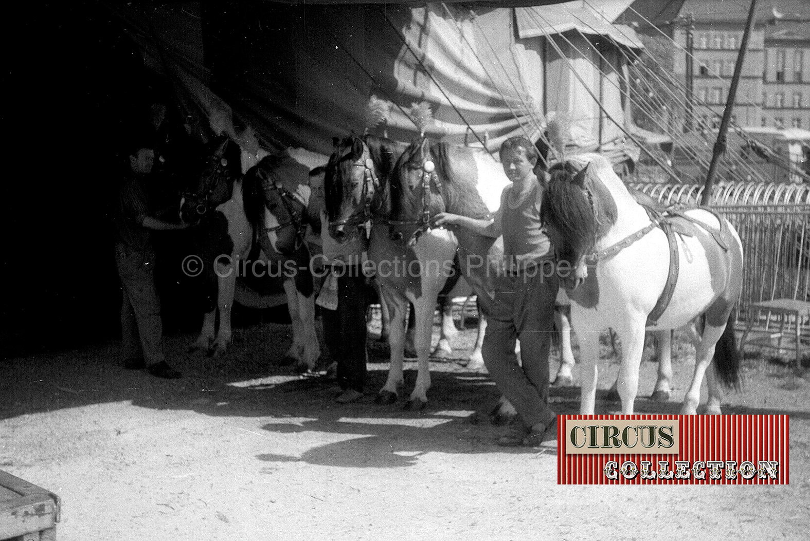 les chevaux en coulisses