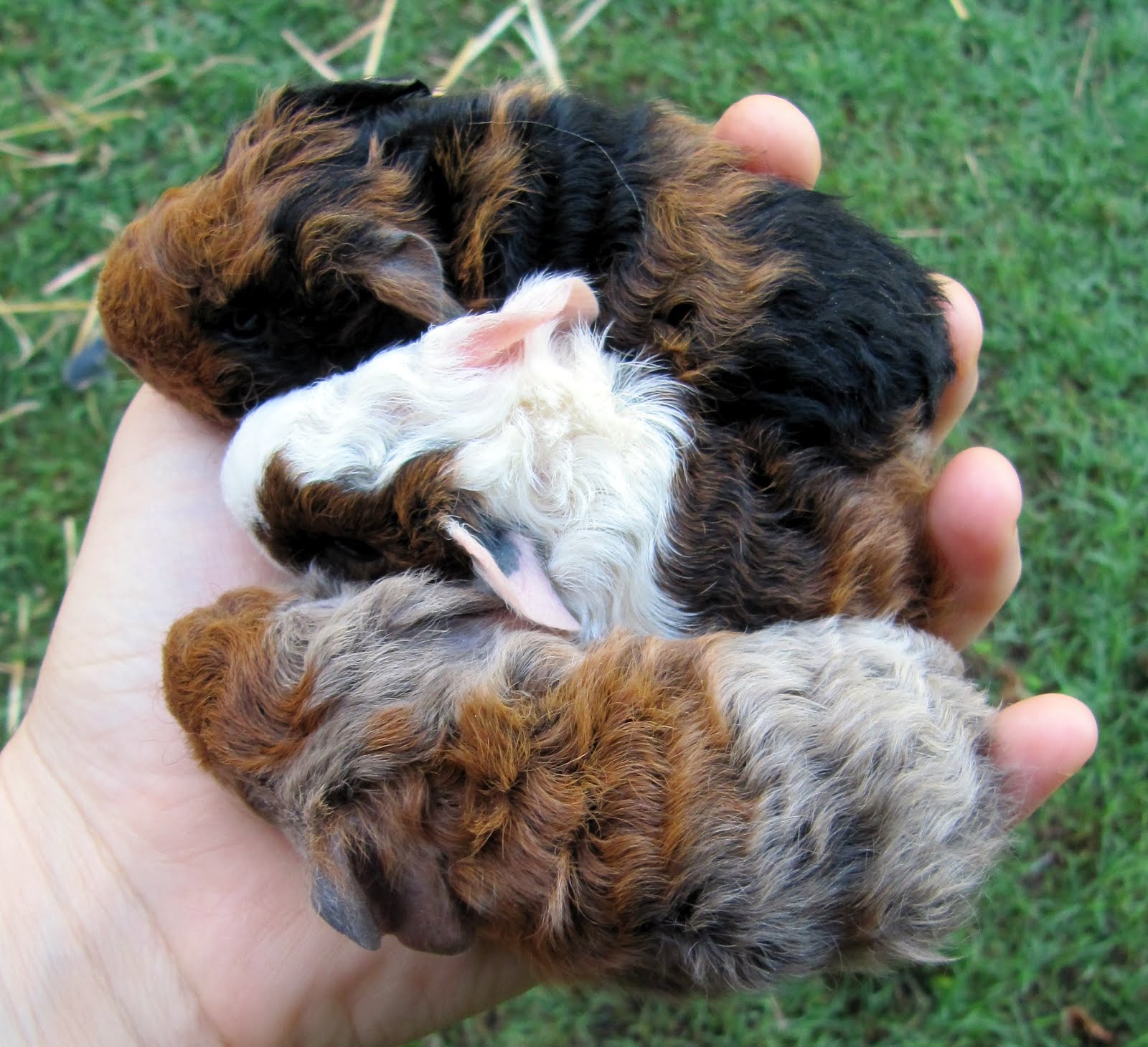 All Things Guinea Pig Zinnia's Babies, a late night surprise!