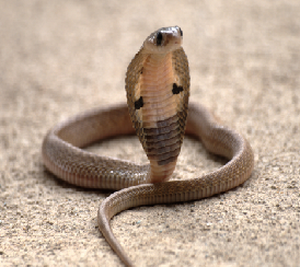 Mengatasi gigitan ular berbisa Pecintabinatang net