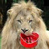 Leão faminto complica vida do contribuinte