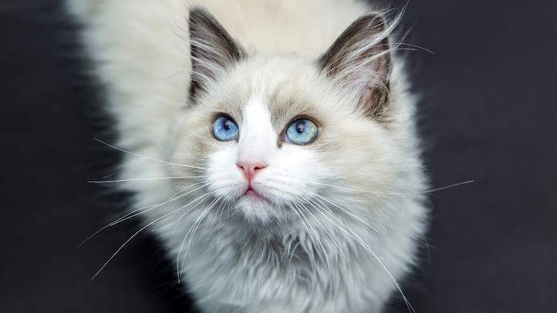 White Cat HD