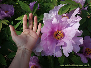 verao em roma jardim botanicp brasileira roma - Sobreviver em Roma no ver&atilde;o - dicas de ouro!