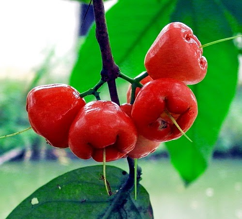 Manfaat buah jambu air merah