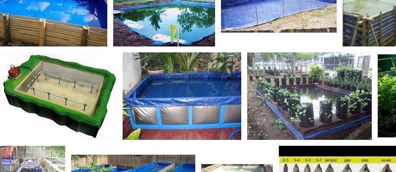 Teknik Budidaya Gurame Kolam Terpal yang Menguntungkan