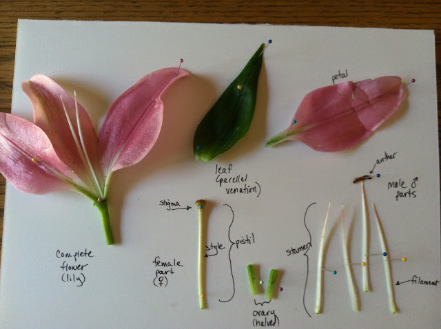Biology Class Tutorial: Angiosperm Dissection Tutorial