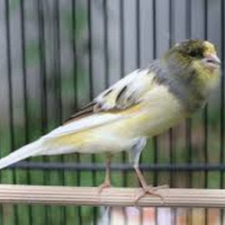 20 Jenis Burung Ini Bisa Disilangkan Dengan Kenari Gaco Gacor