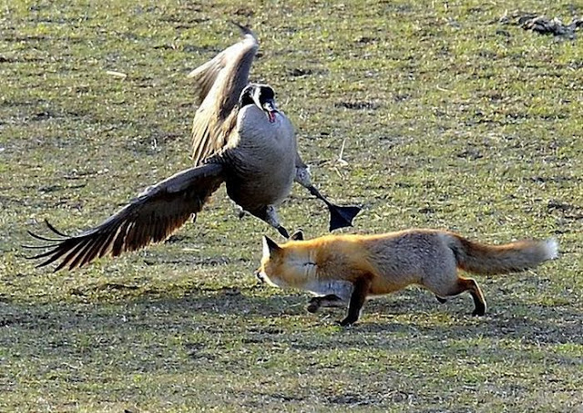 A fox tried to catch a goose but failed, fox vs goose, fox vs geese