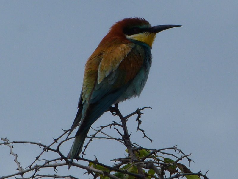 Bird Ringing Courses Bird Ringing Courses