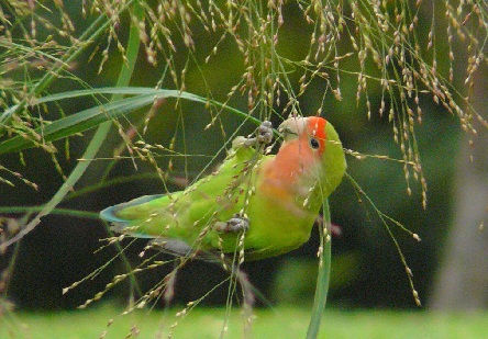 Image Result For Cara Merawat Lovebird Dewasa Agar Ngekek Panjang Image Result For Cara Merawat Lovebird Dewasa Agar Ngekek Panjang