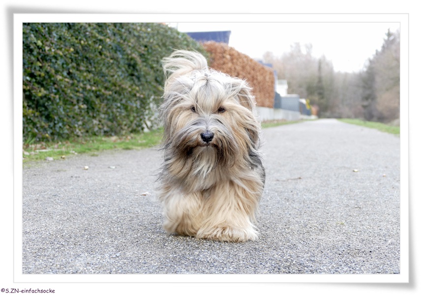 [Hundeblog] Einfach Socke Wir warteten….