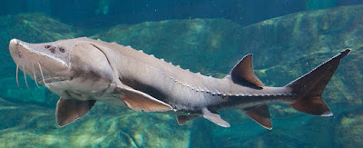 Bentuk Fisik Lake Sturgeon