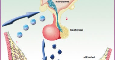 Hormon Prolaktin Tinggi Pengaruhi Kesuburan | Klinik Holistik Elif Medika™