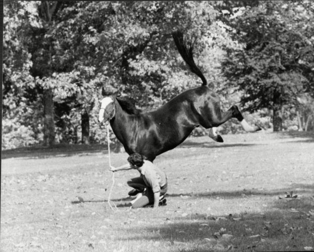 Horse Life and Love A Truly Great Horse Sefton