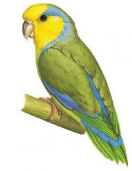 endangered birds peru