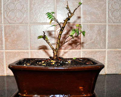growing indoor bonsai in winter